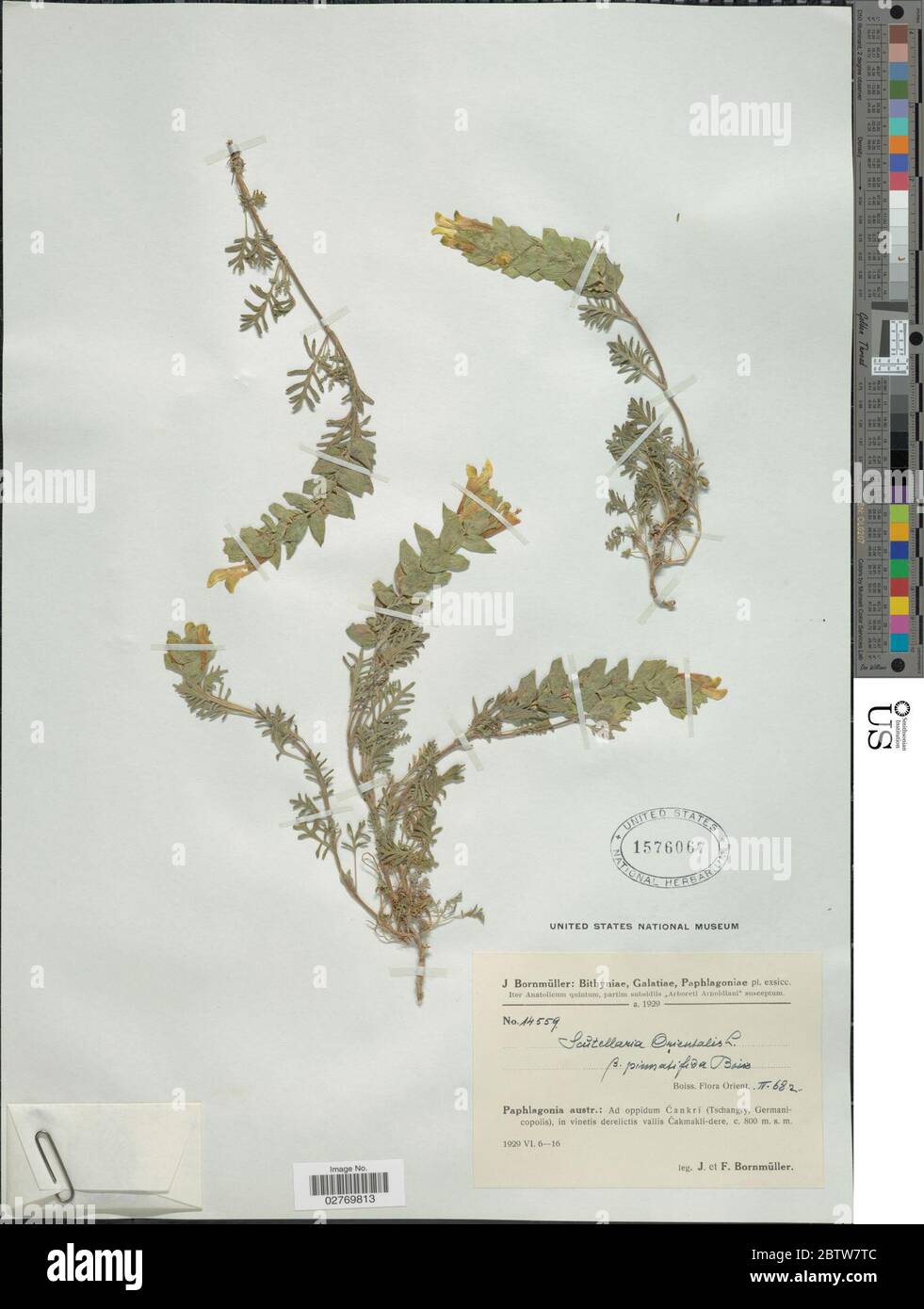 Scutellaria orientalis var pinnatifida. Foto Stock