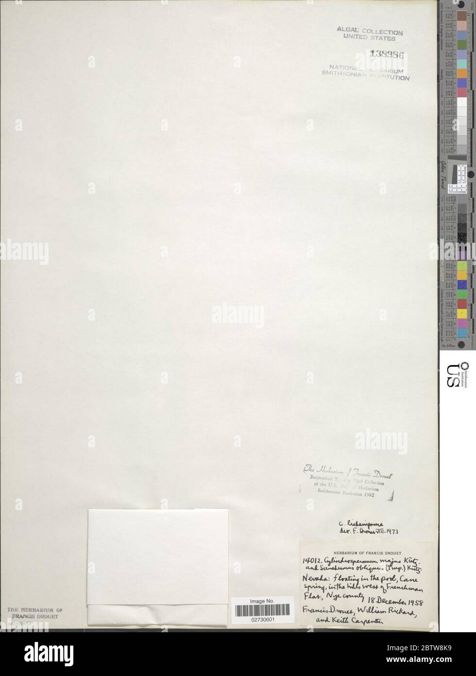 Anabaena licheniformis. Foto Stock