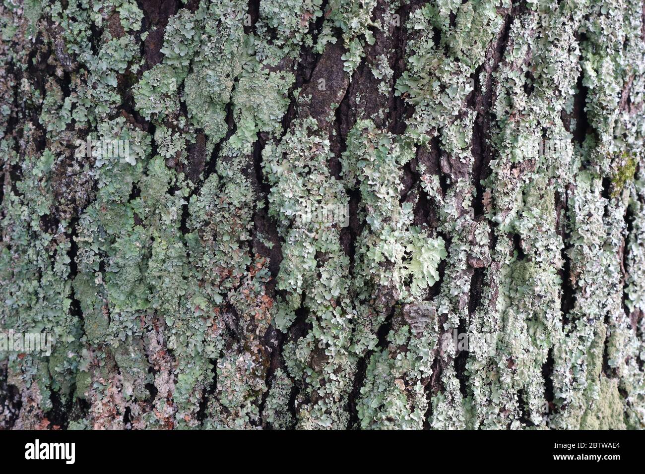 Licheni verdi spessi che crescono su un tronco di albero per sfondo, sfondo, sfondo, spazio per il testo, spazio per la copia Foto Stock