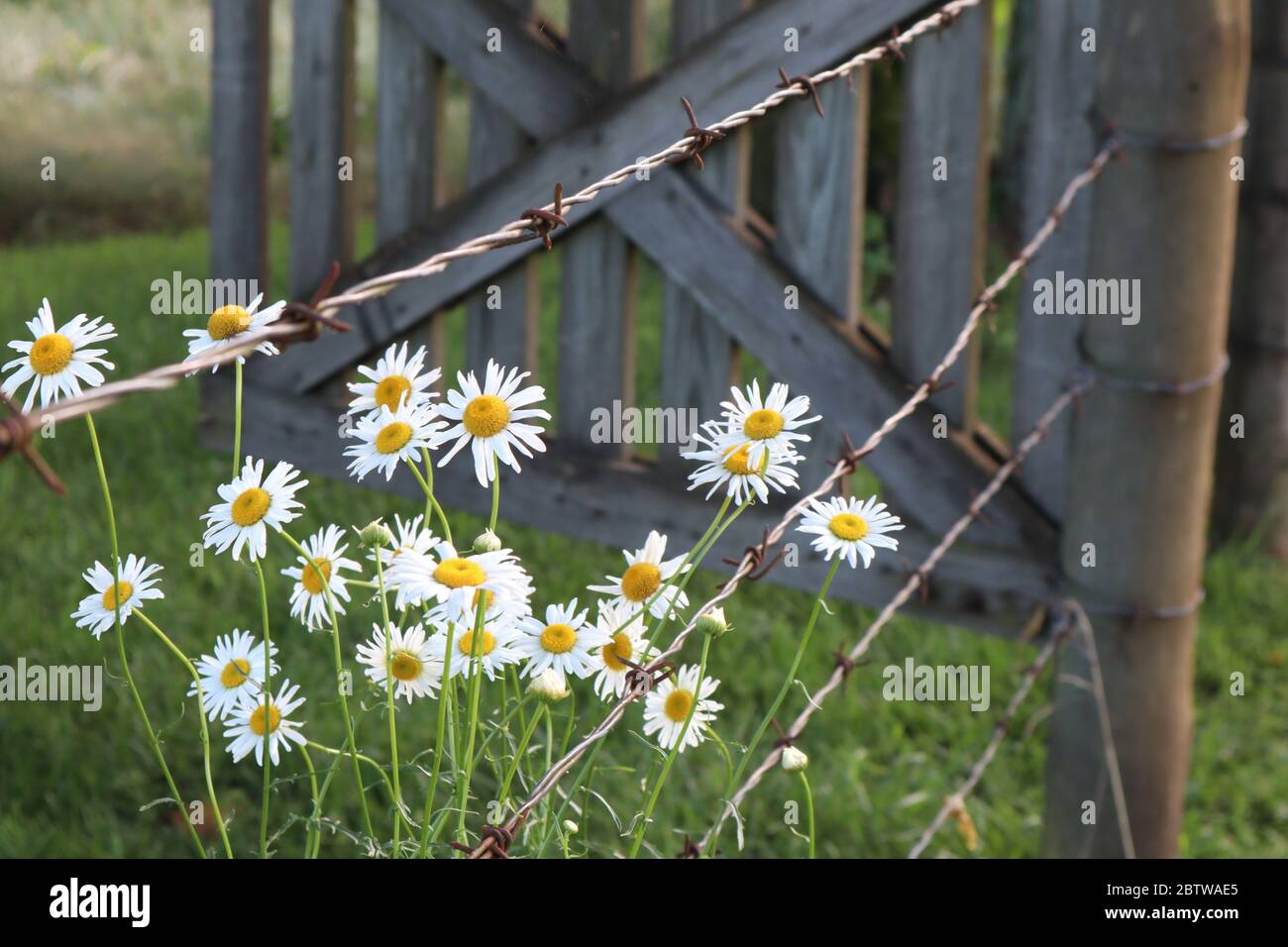 Daisies occhio di bue selvatico che crescono tra filo spinato da un cancello di paese di legno, concetto per la vita di paese, primavera, fiori selvatici, vita semplice, minimalismo Foto Stock