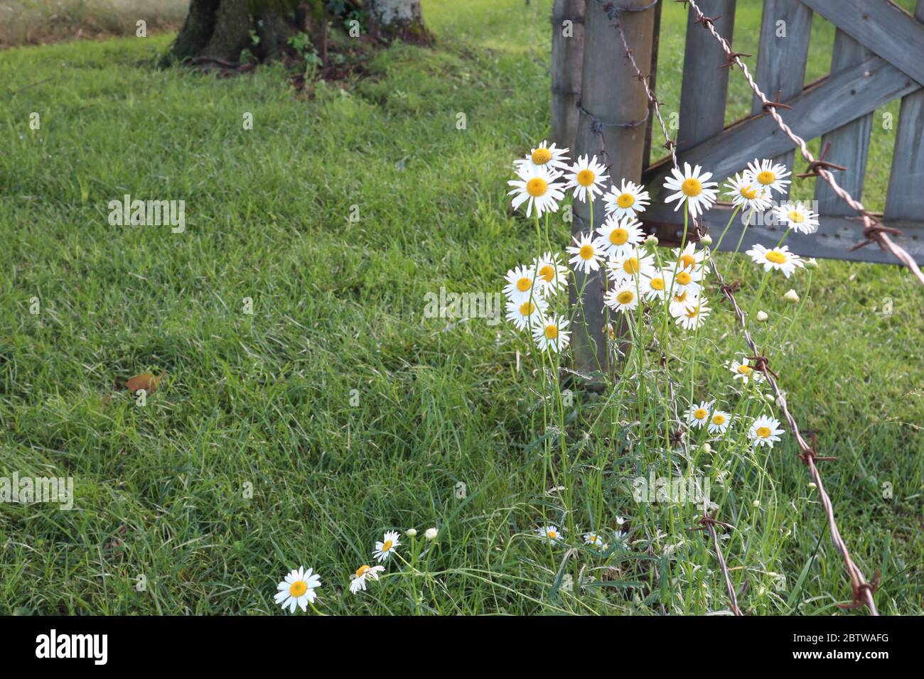 Margherite, fiori selvatici fioriti da un cancello di paese, con spazio per il testo, concetto per la vita rurale, la vita rurale, la primavera, la semplicità, la vita, il giardinaggio Foto Stock