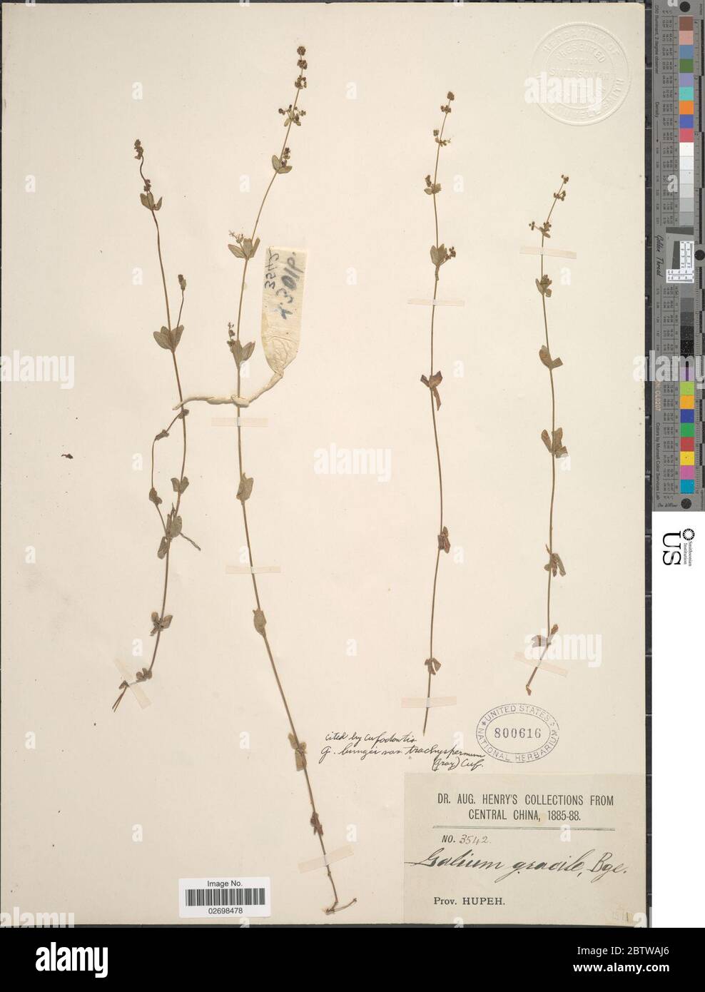 Galium bungei Steud. Foto Stock