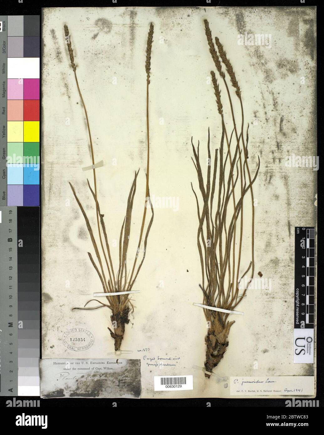 Plantago juncoides Lam. Foto Stock