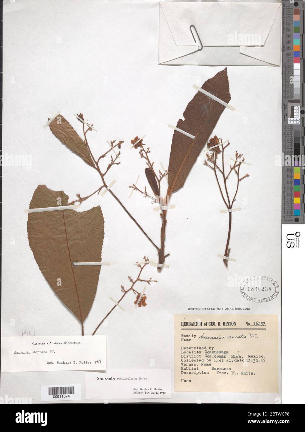Saurauia serrata DC. Foto Stock