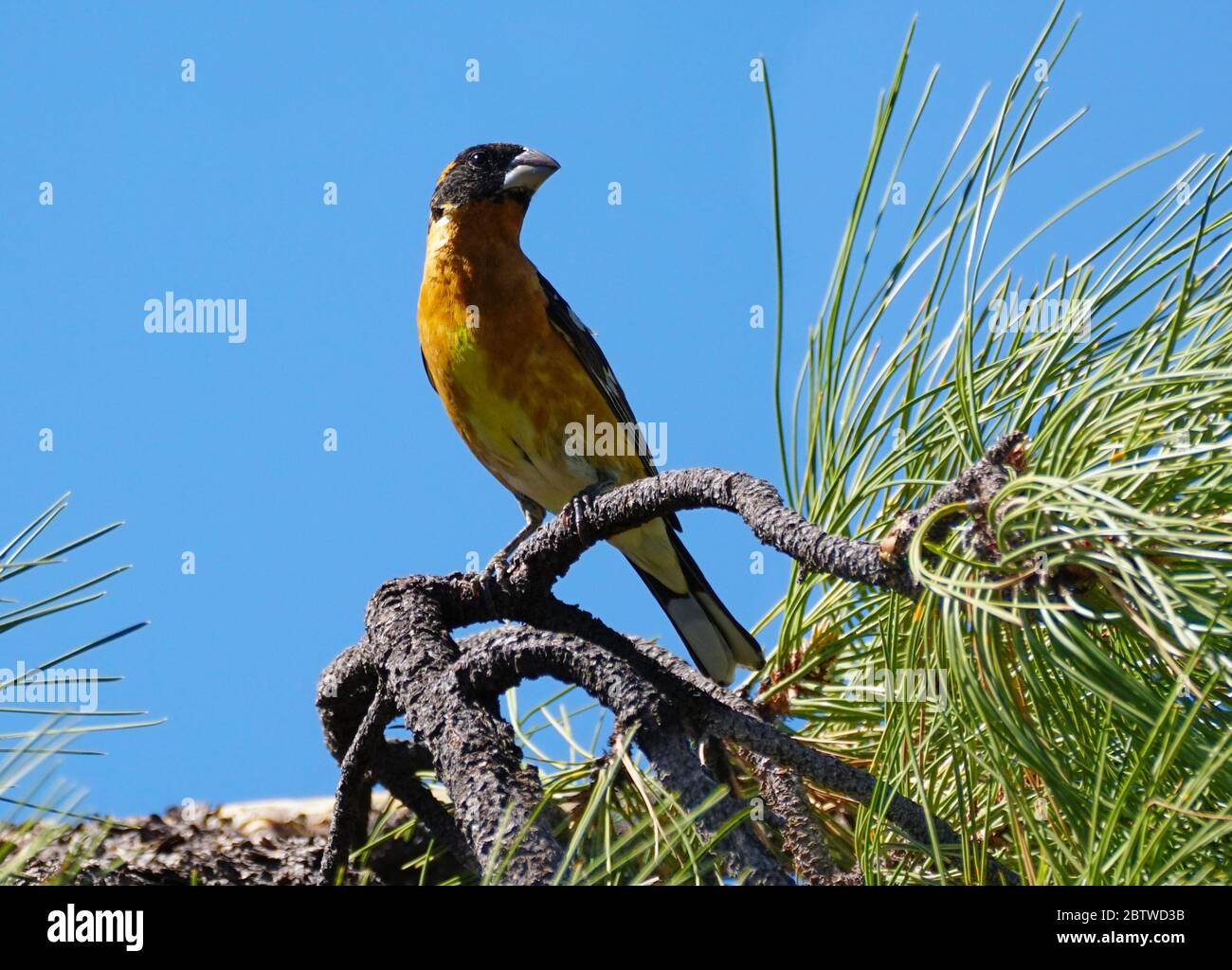 Un sito di Grossbeak con testa nera maschio su un ramo di pino in un pomeriggio di sole. Foto Stock