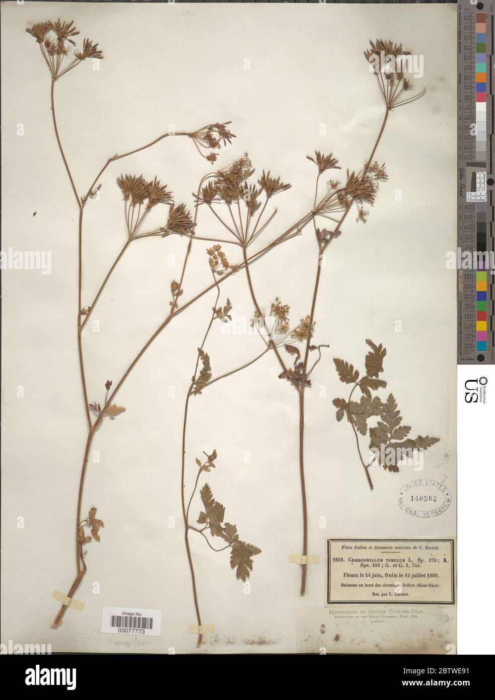 Chaerophyllum temulum L. Foto Stock