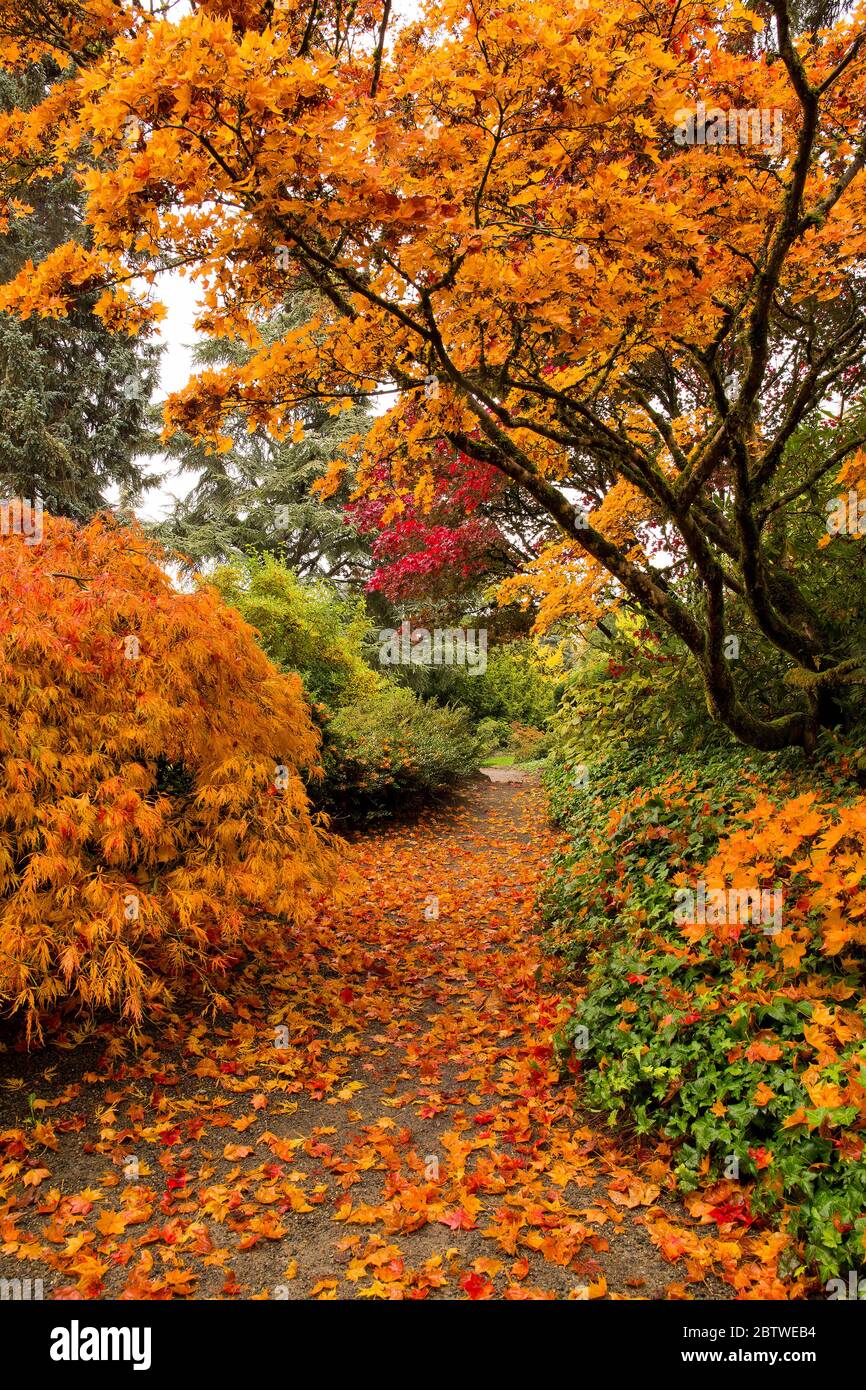 Vivaci aceri giapponesi arancioni al Kubota Garden in autunno a Seattle, WA Foto Stock