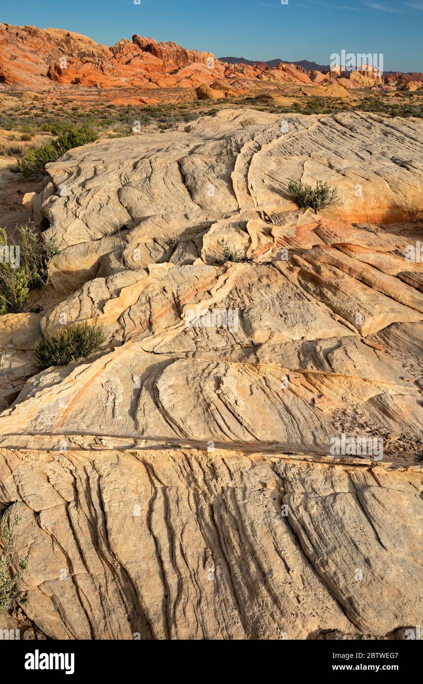 NV00156-00...NEVADA - arenaria colorata e delicati strati di compattazione nel Valley of Fire state Park. Foto Stock