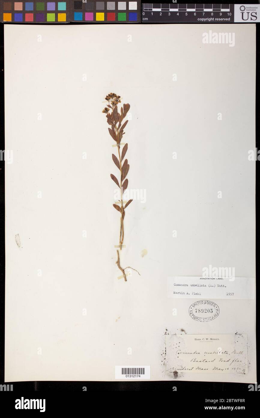 Comandra umblellata L Nut. Foto Stock