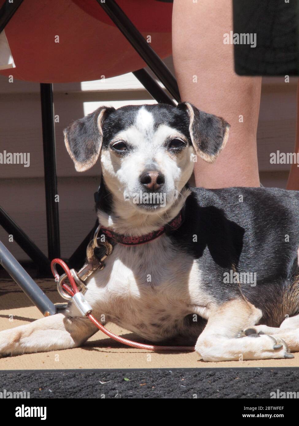 Una Rat Terrier che si gode il sole al guinzaglio. Foto Stock