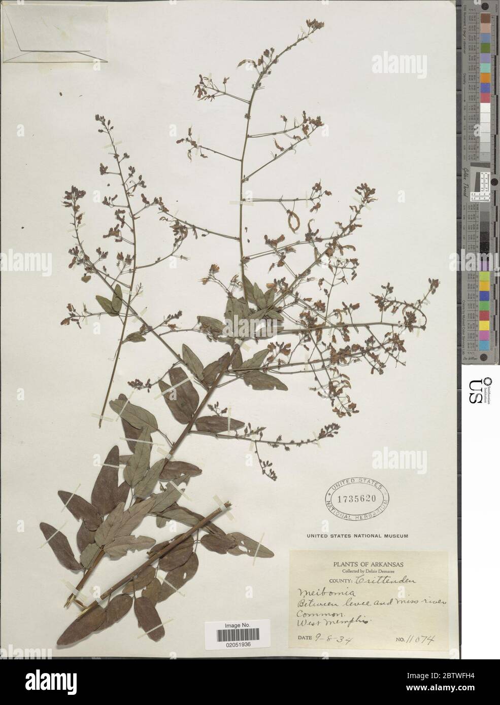 DESMODIUM sp. Foto Stock