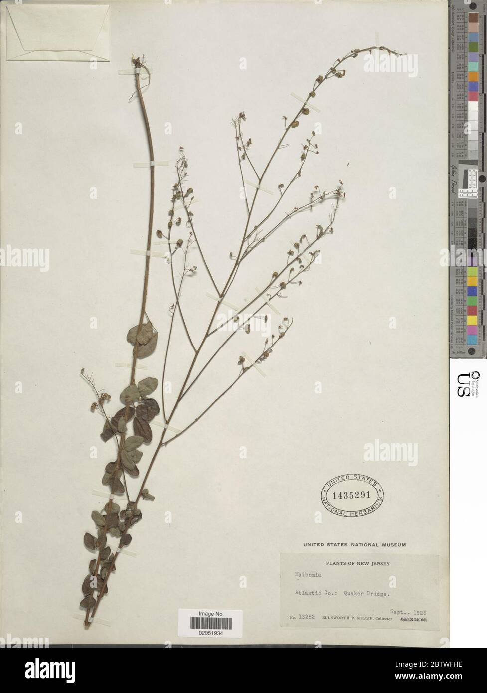 DESMODIUM sp. Foto Stock