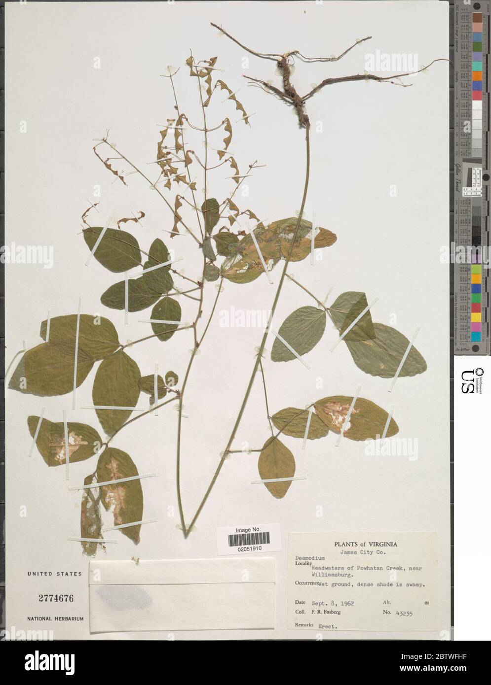 DESMODIUM sp. Foto Stock