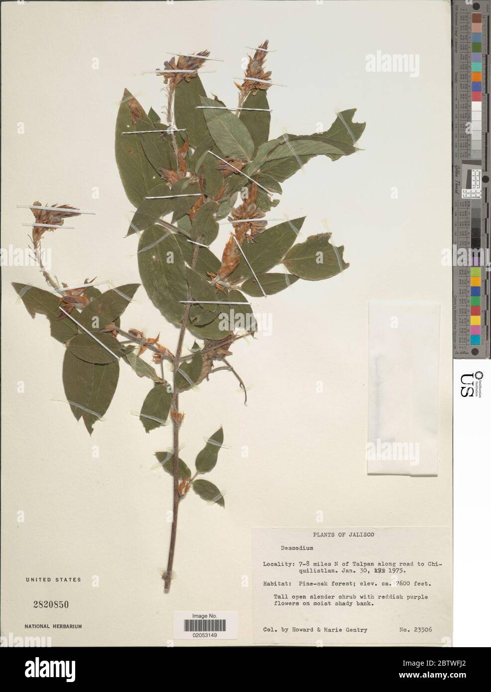 DESMODIUM sp. Foto Stock