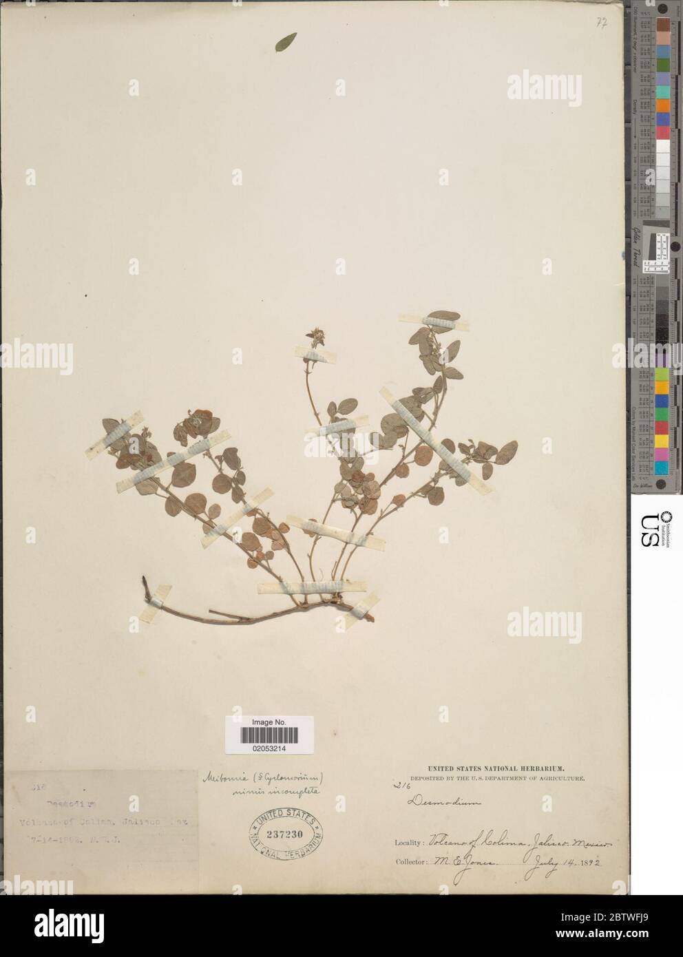 DESMODIUM sp. Foto Stock