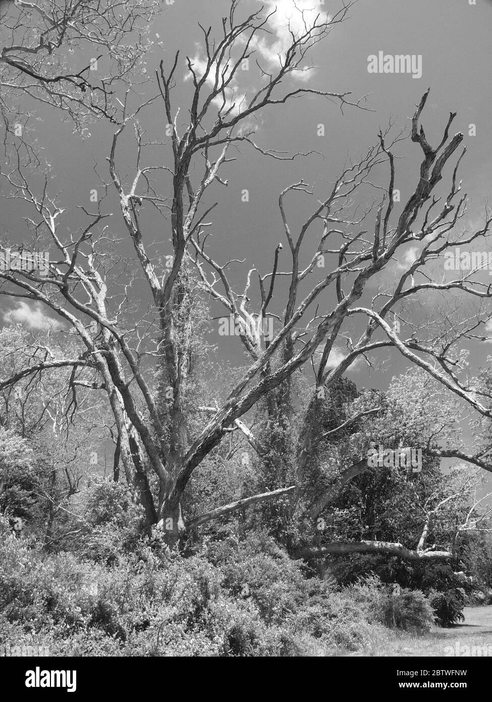 Alberi di quercia morti sui terreni del Ringwood state Park a Ringwood, New Jersey. L'immagine in bianco e nero mostra il contrasto tra vita e morte. Foto Stock