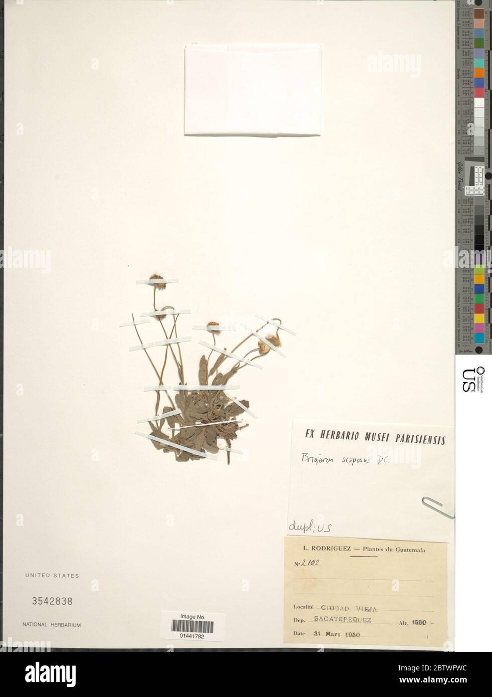 Erigeron scaposus DC. Foto Stock