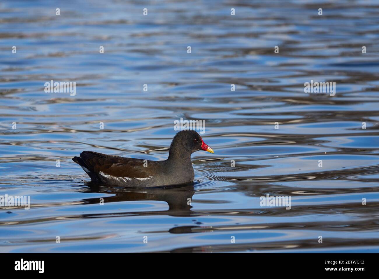 Il piccolo moorhen nuota sul lago limpido di Stoccarda, Germania Foto Stock