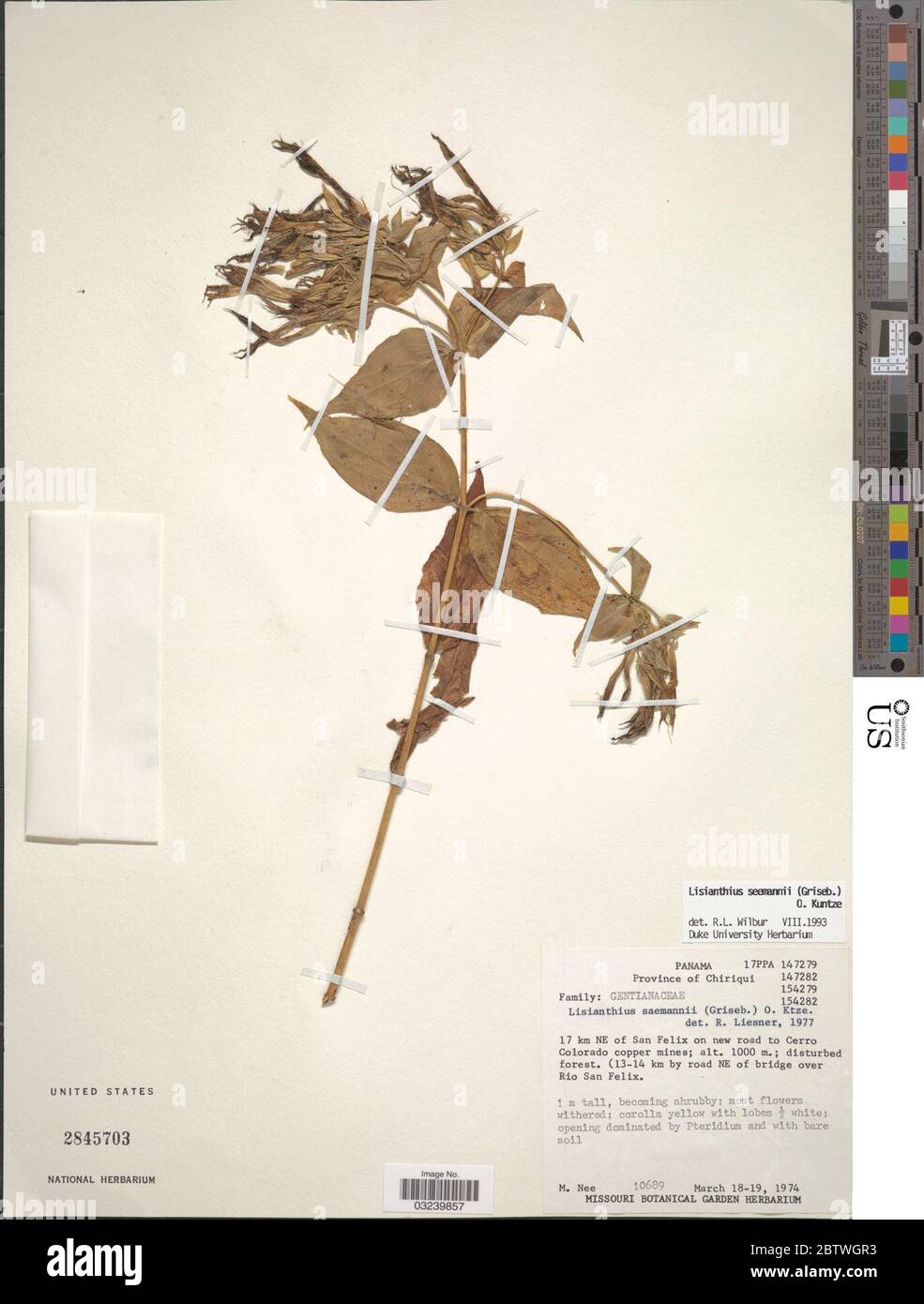 Lisianthius apparannii Griseb Kuntze. Foto Stock