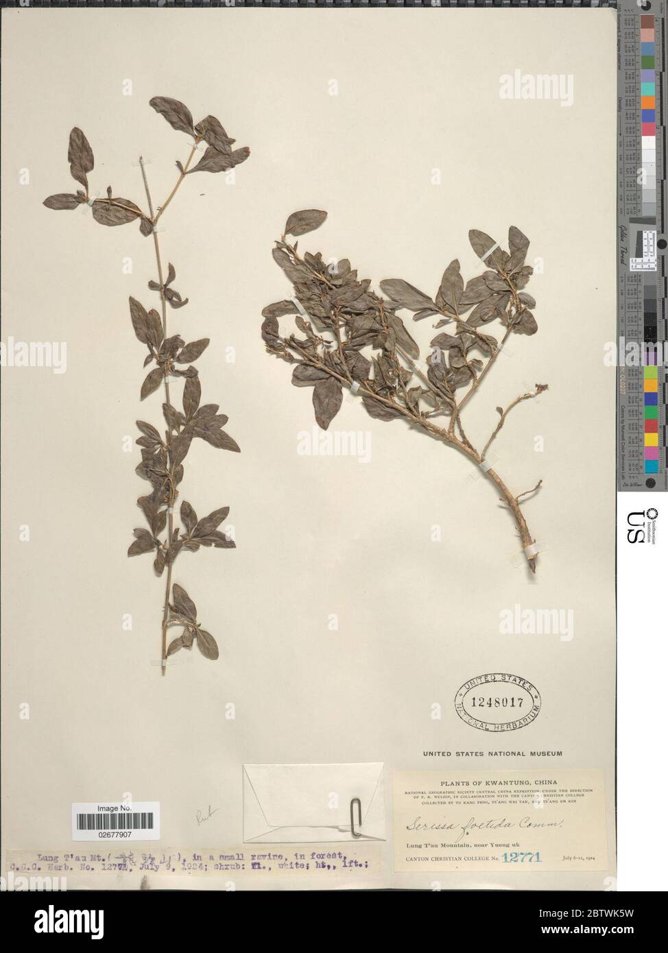 Serissa japonica Thunb Thunb. Foto Stock