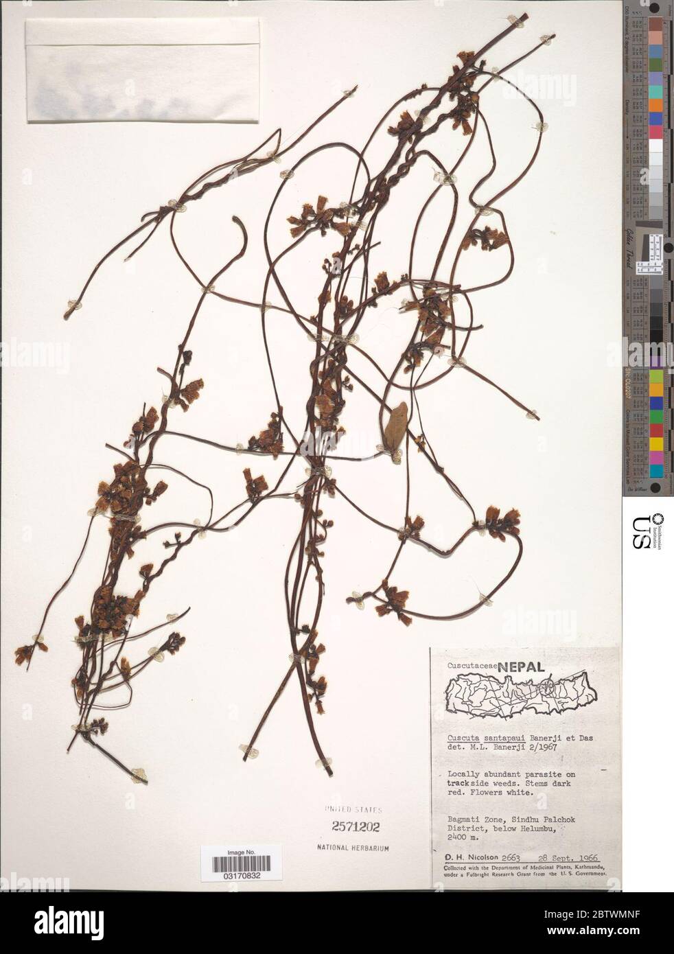 Cuscuta santapaui. Foto Stock