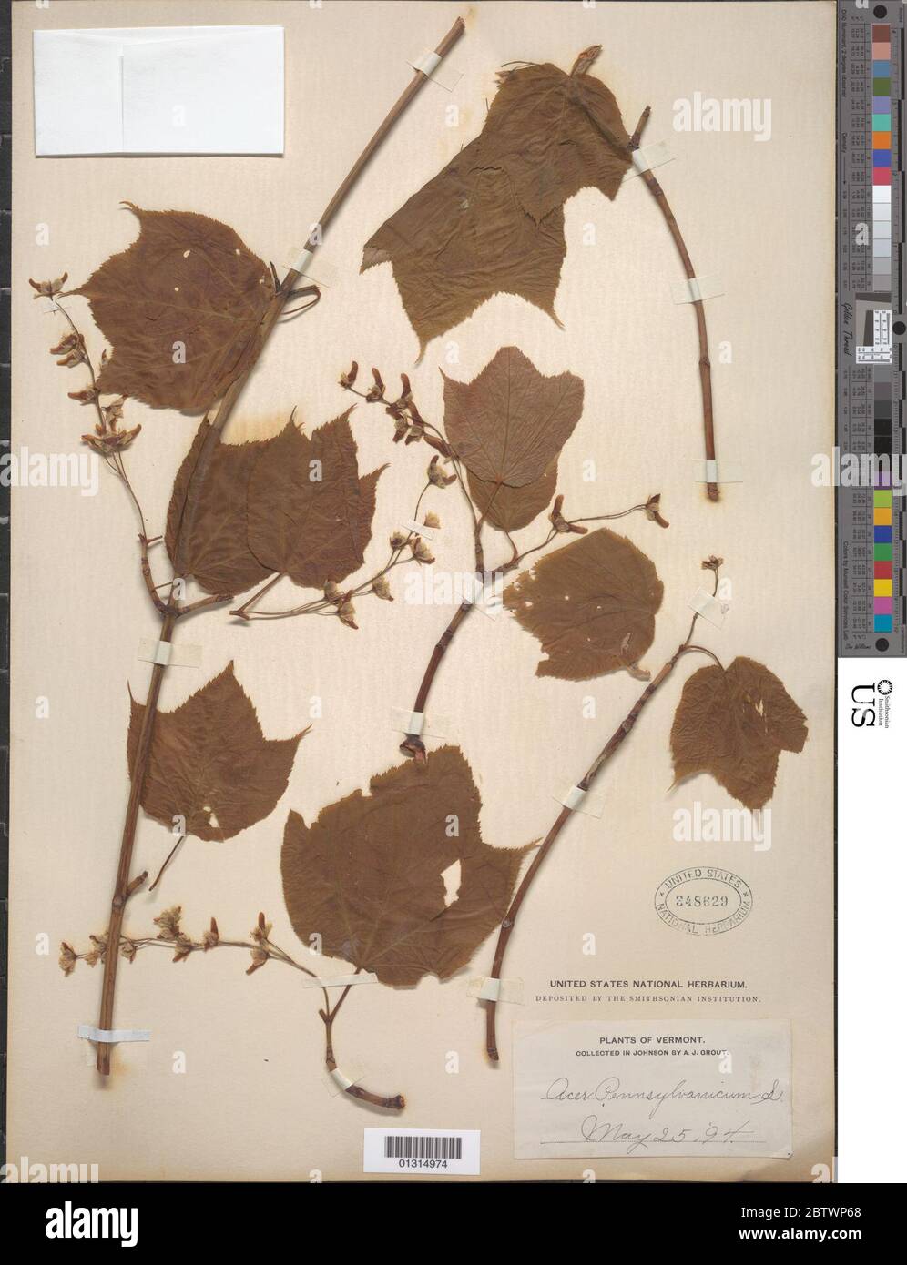 Acer pensilvanicum L. Foto Stock