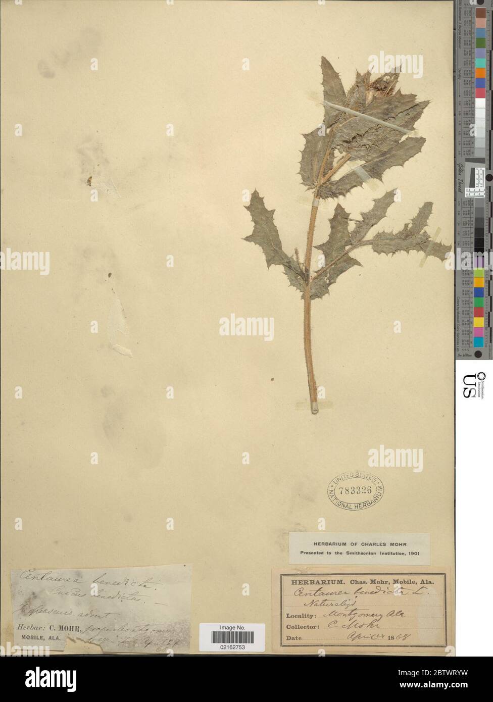 Cnico benedictus. Foto Stock