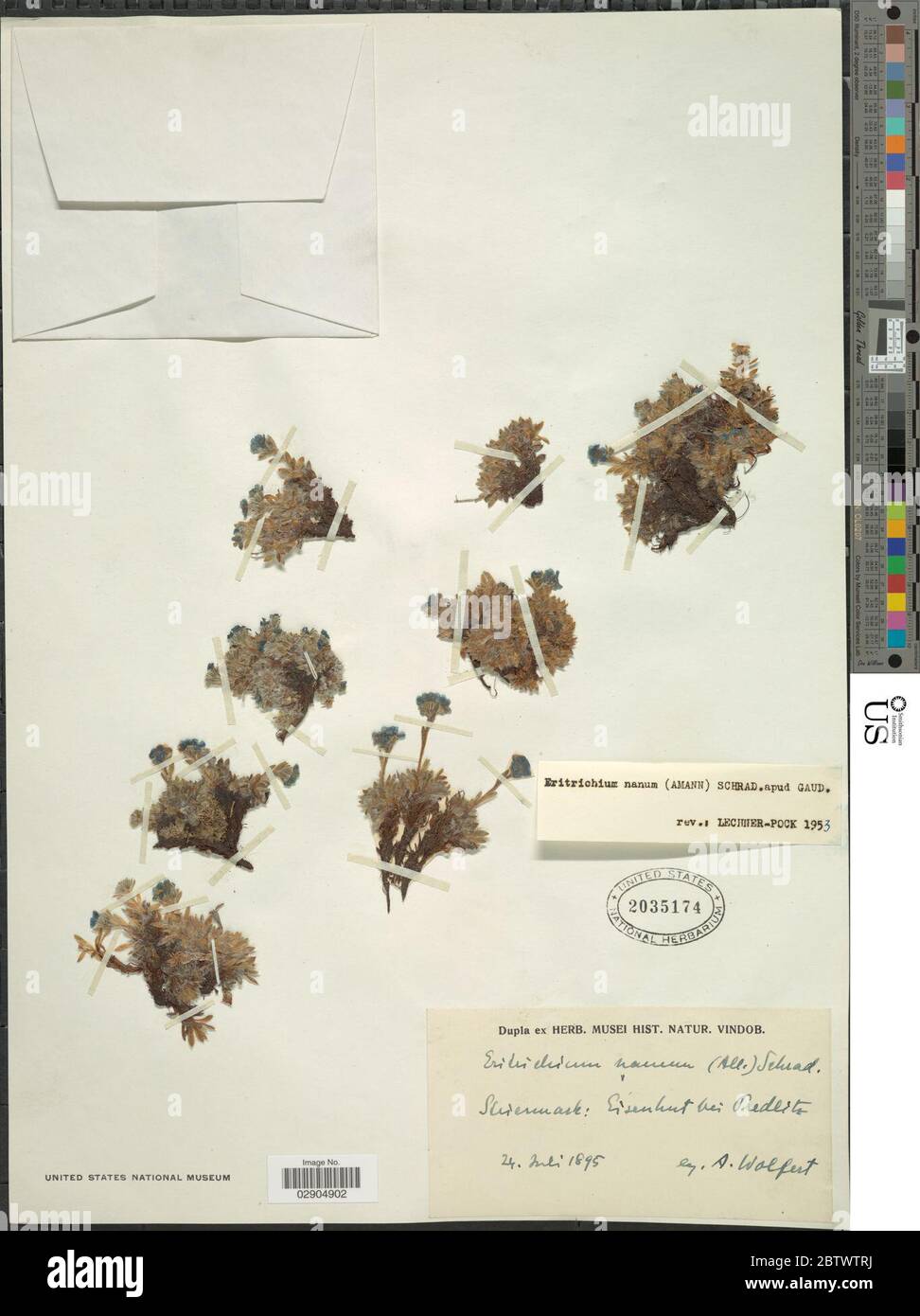 Eritricio nano. Foto Stock