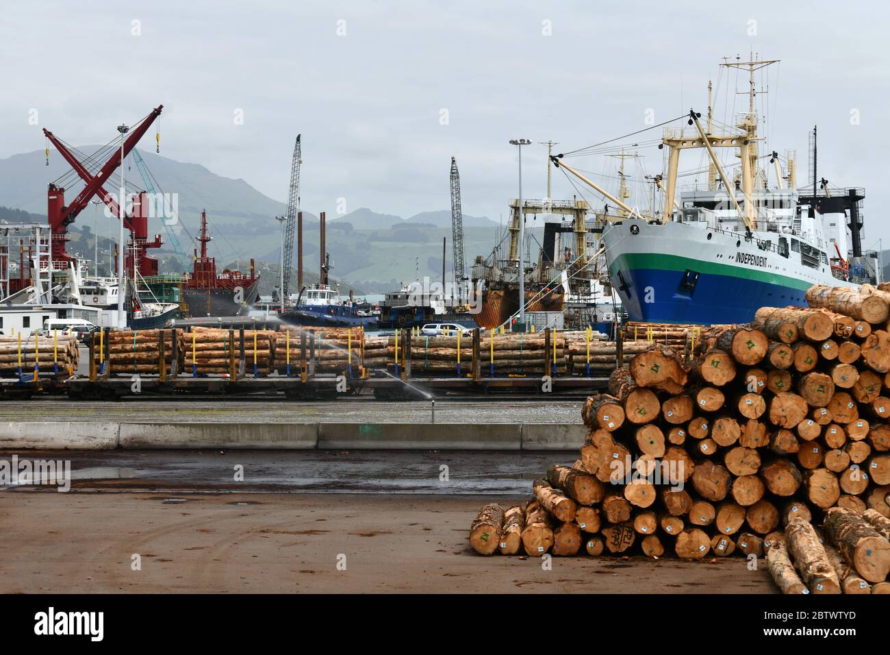 LYTTLETON, NUOVA ZELANDA, 21 NOVEMBRE 2019: Tronchi Pinus radiata in attesa di esportazione linea il molo presso il porto di Lyttleton. Foto Stock