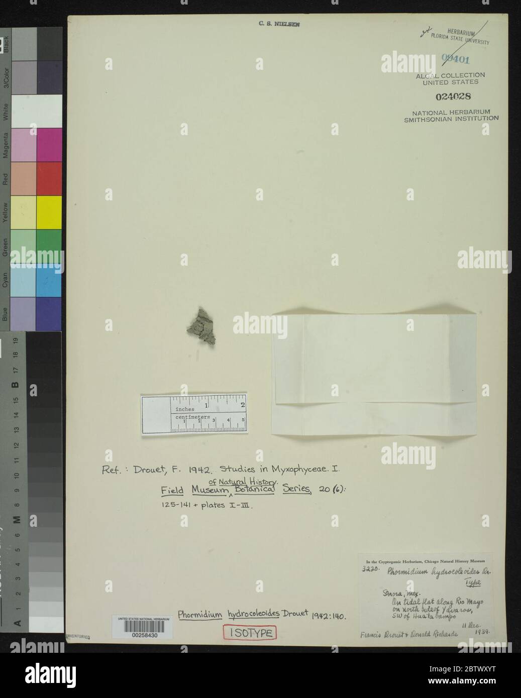 Phormidium hydrocoleoides FE Drouet. Foto Stock