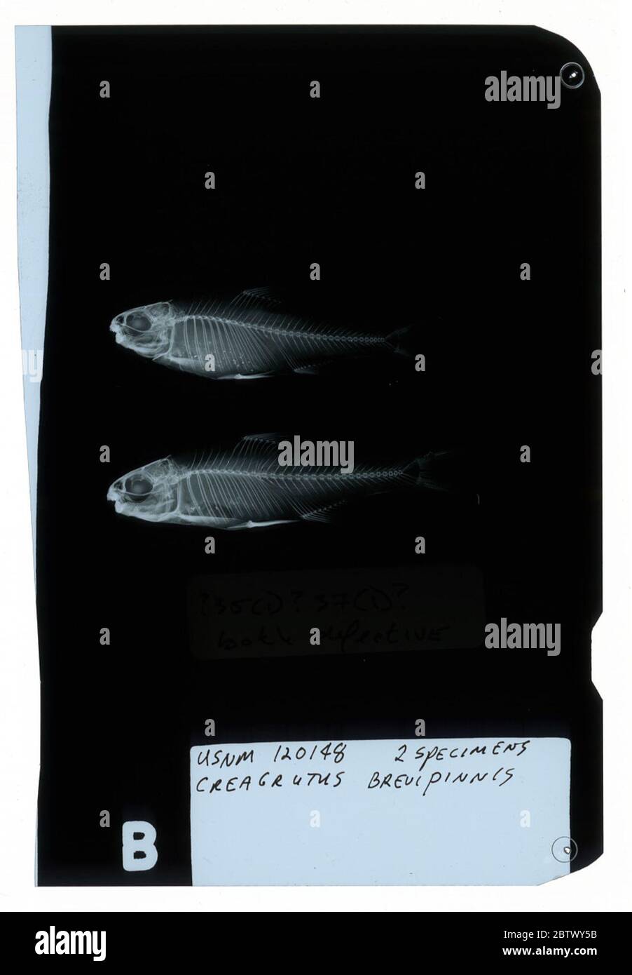 Creagrutus brevipinnis Eigenmann. 2 c + s spm=44.7-46.8 mm sl. (Più grande c + s spm=maschio).13 set 20173 Foto Stock