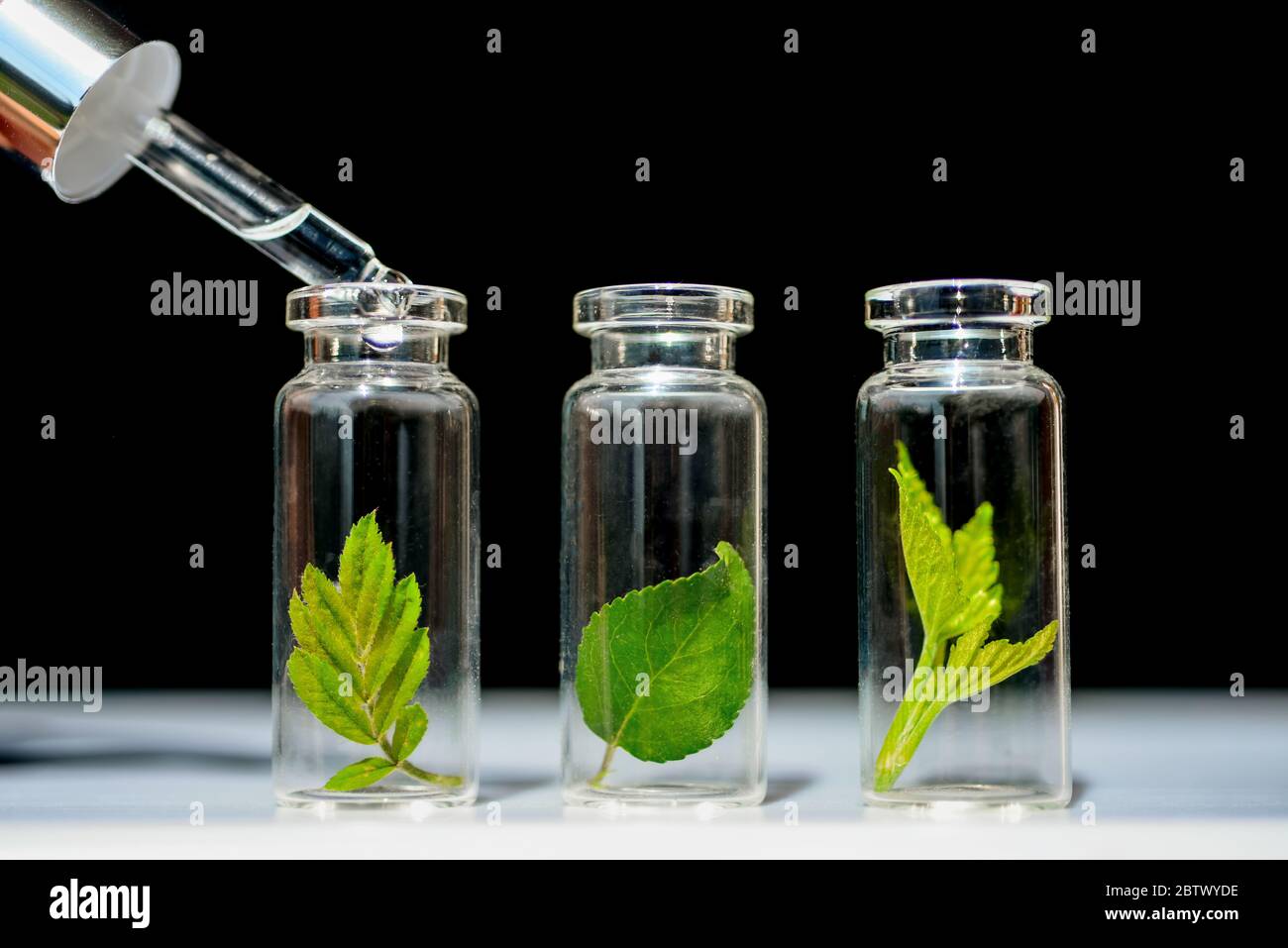 Bottiglie di vetro, provette con germogli di piante su fondo nero. Cura naturale della pelle, cosmetici biologici e alimenti Foto Stock