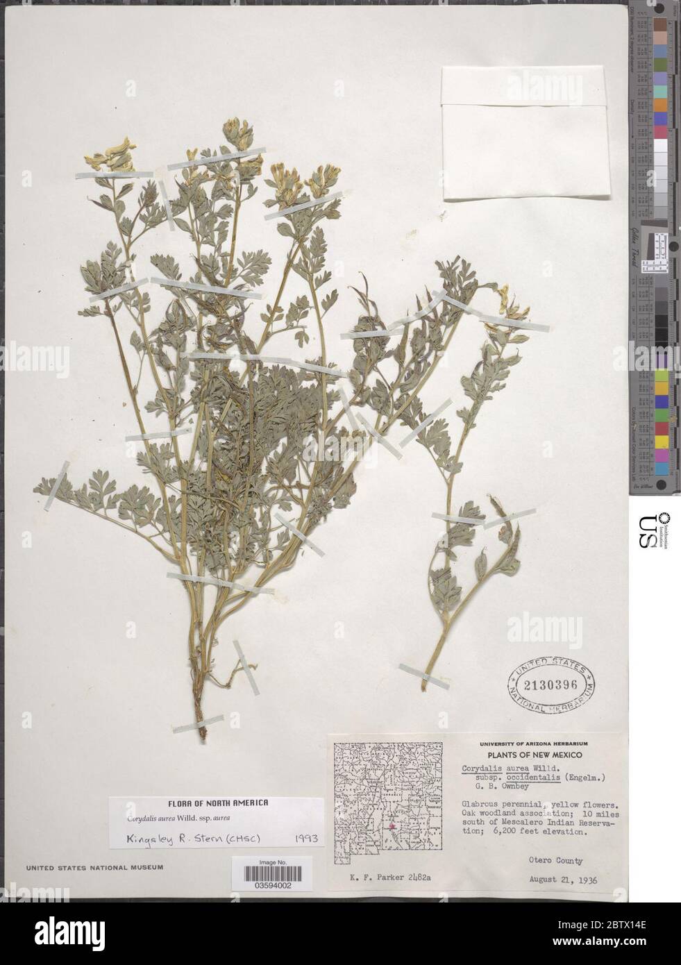 Corydalis aurea Willd. Foto Stock