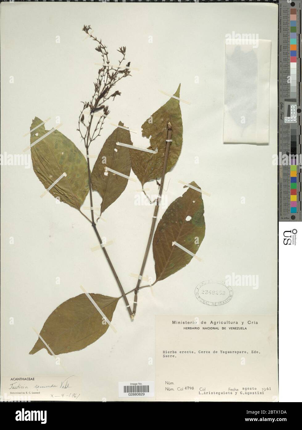 Justicia secunda Vahl. Foto Stock