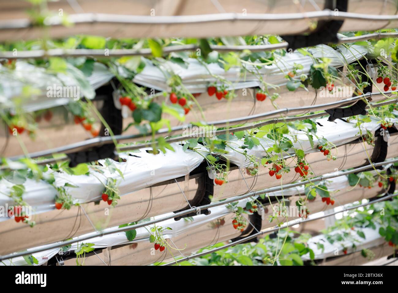 Fragola idroponica biologica nella moderna Grande serra Foto Stock