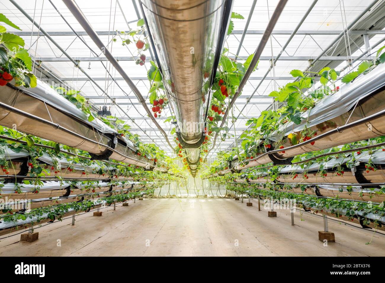 Fragola idroponica biologica nella moderna Grande serra Foto Stock