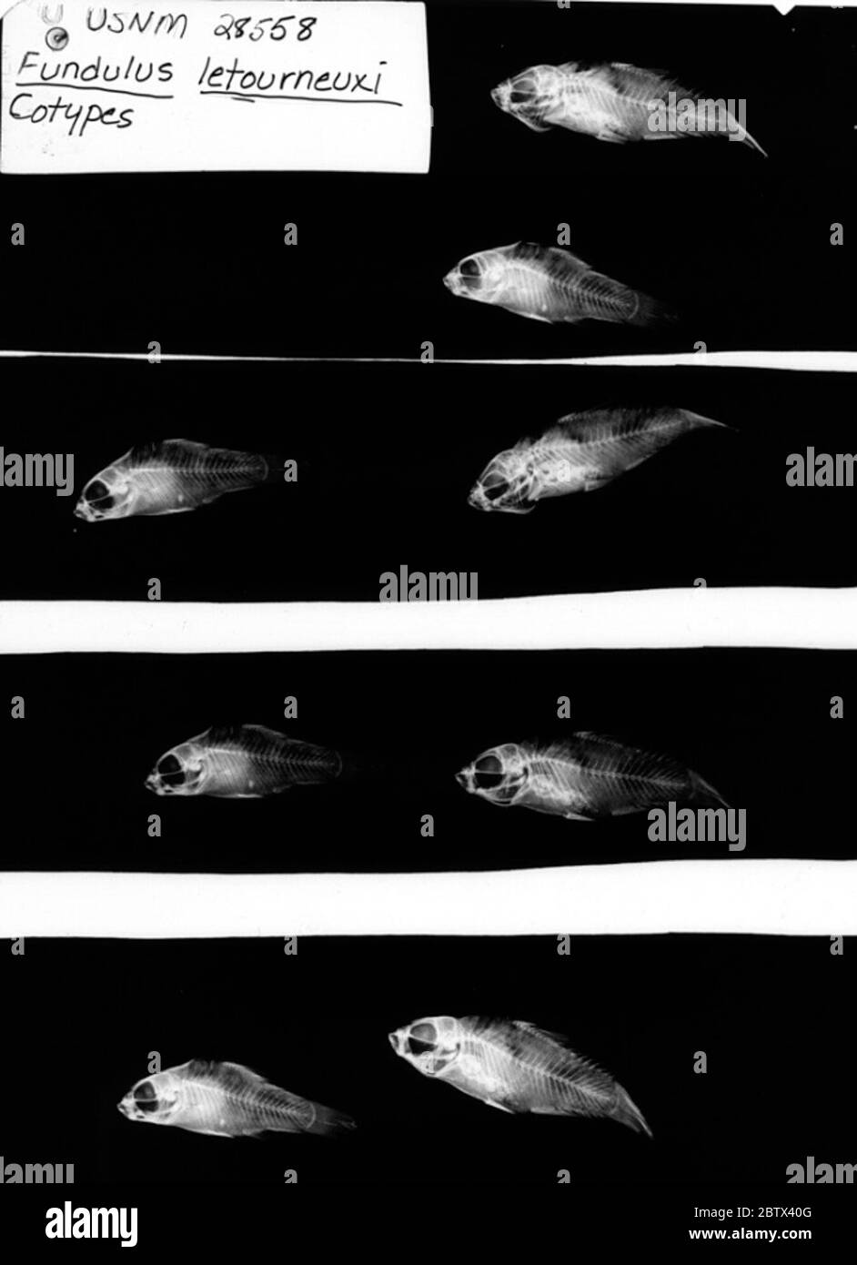 Cyprinodon. Solo 2 specifiche trovate in jar mar., 1982. Jar note domande località validità ( r. miller, 1949). 003 esemplari precedentemente elencati in ledger, originariamente descritti come cotili di fundulus letourneuxi, ma secondo r.r. Foto Stock