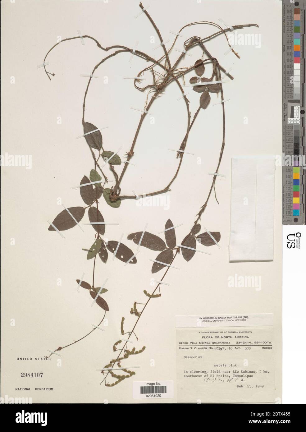 DESMODIUM sp. 11 Jan 20181 Foto Stock