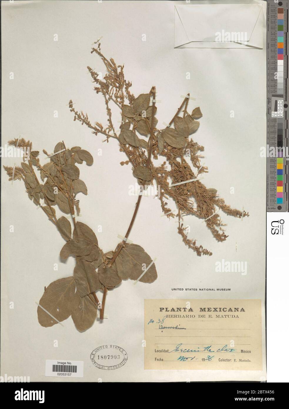 DESMODIUM sp. 10 Jan 20181 Foto Stock