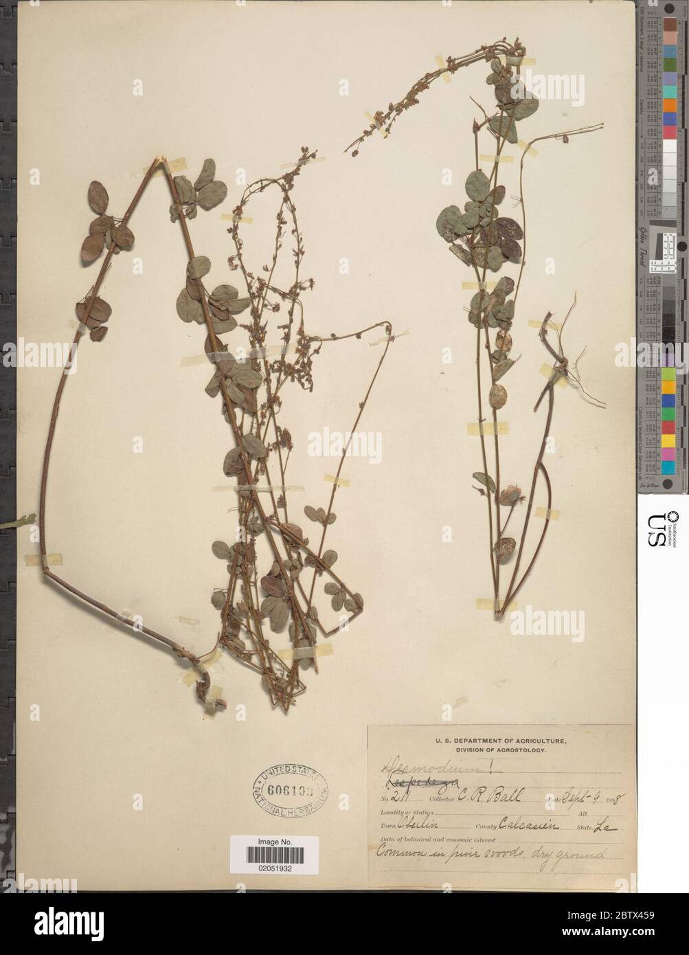 DESMODIUM sp. 3 Jan 20181 Foto Stock