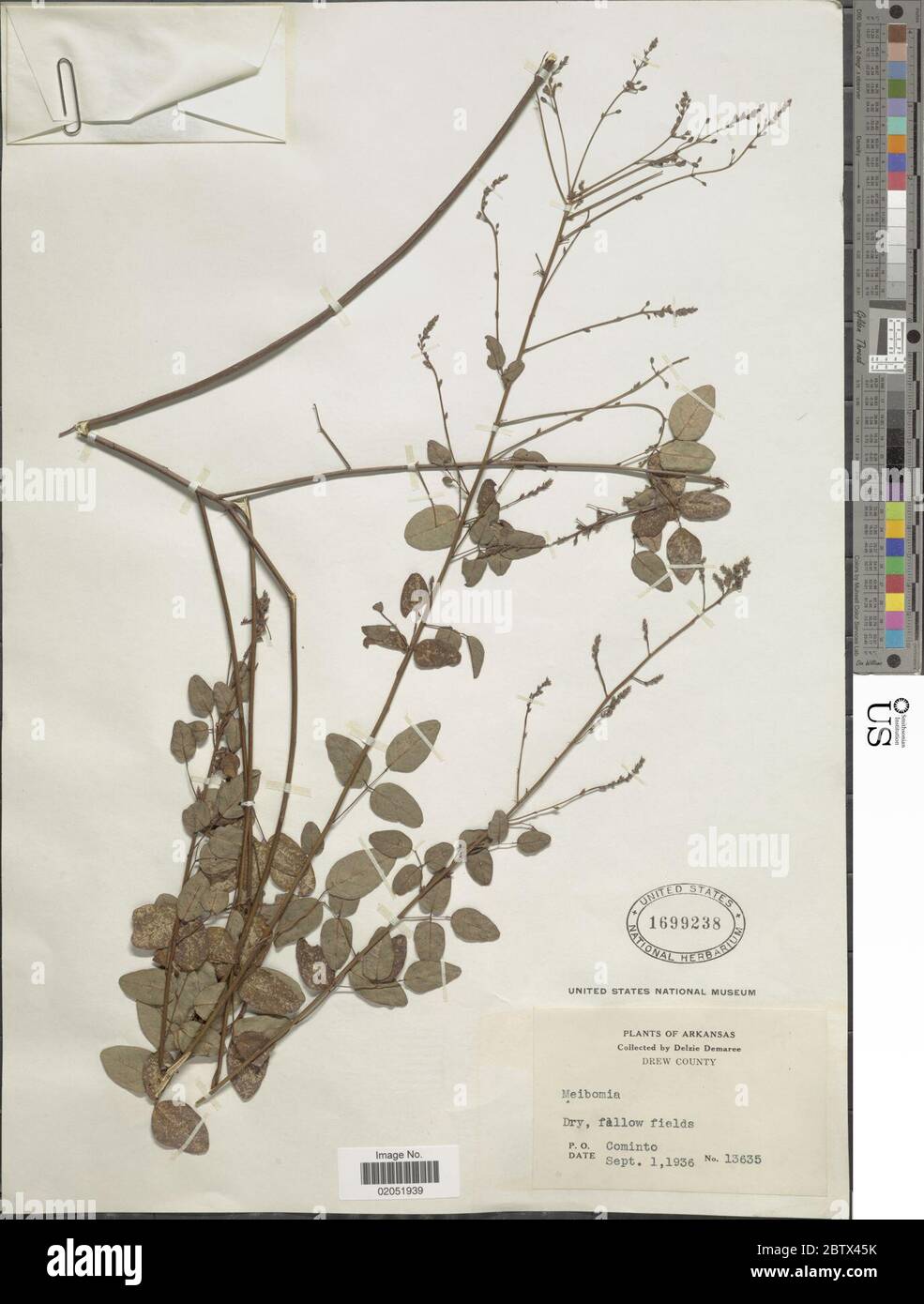 DESMODIUM sp. 11 Jan 20181 Foto Stock