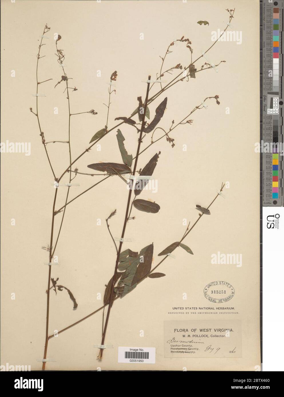 DESMODIUM sp. 11 Jan 20181 Foto Stock