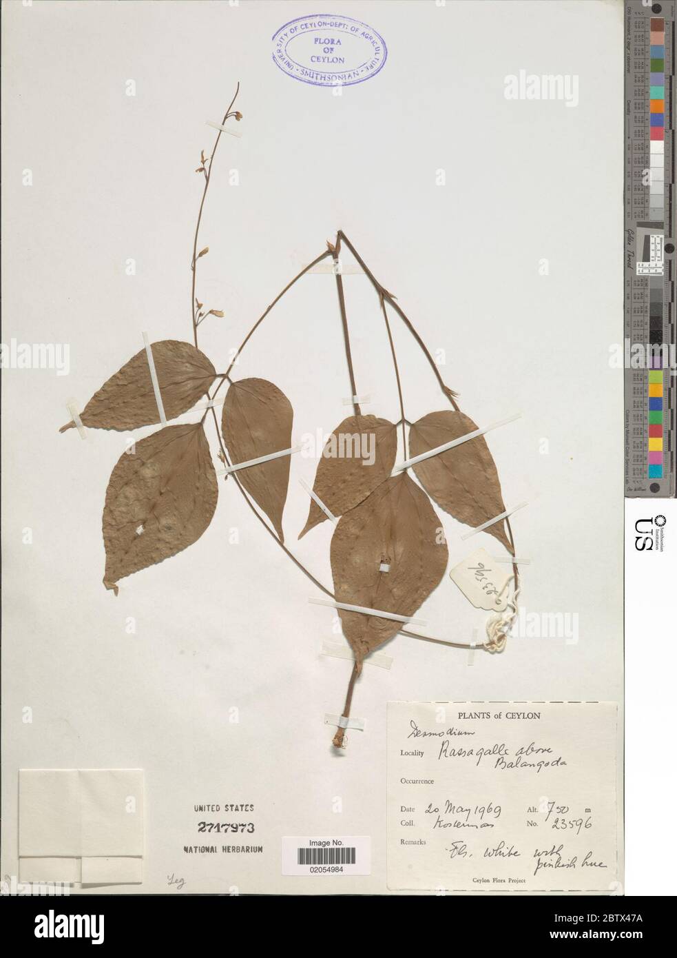 DESMODIUM sp. 30 Dec 20171 Foto Stock