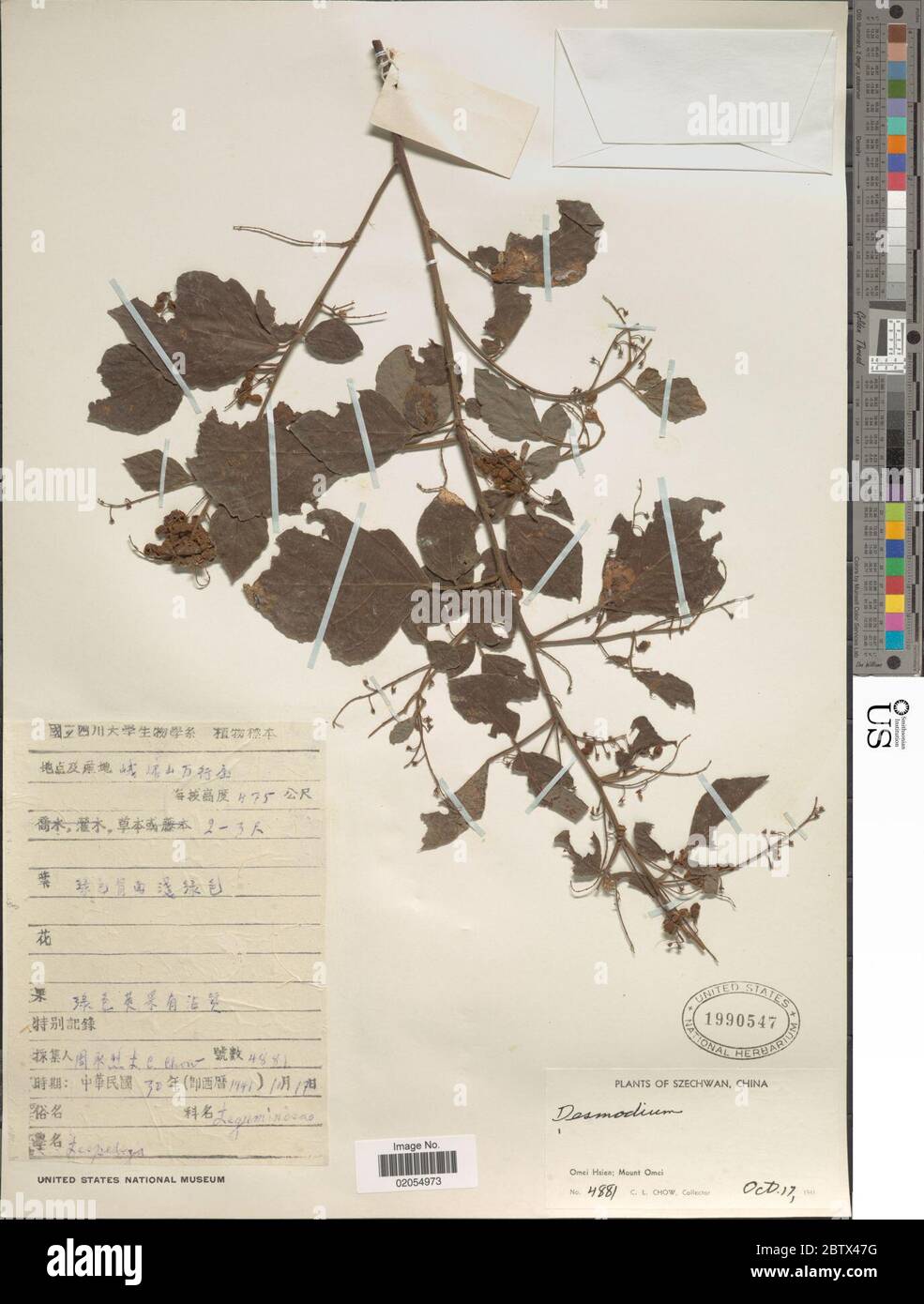 DESMODIUM sp. 30 Dec 20171 Foto Stock