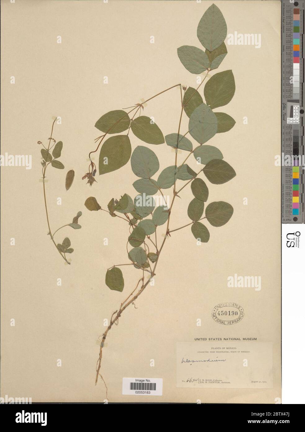 DESMODIUM sp. 11 Jan 20181 Foto Stock