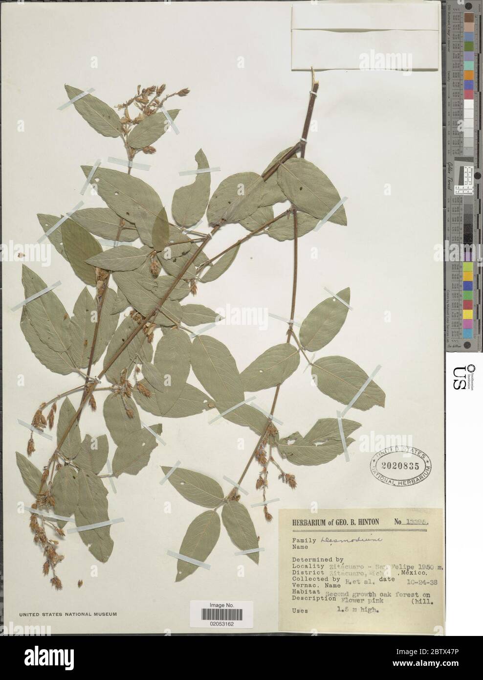 DESMODIUM sp. 11 Jan 20181 Foto Stock