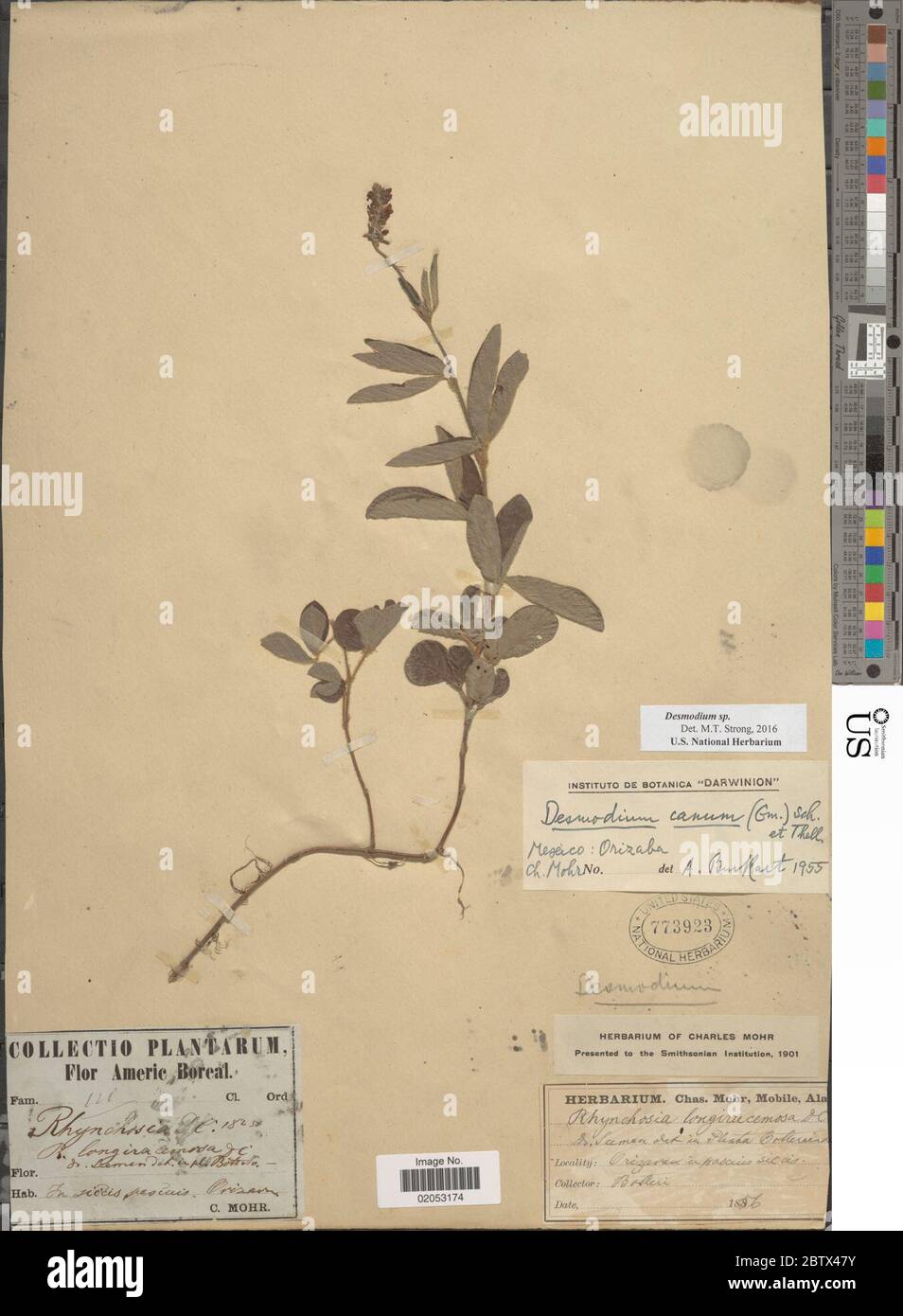 DESMODIUM sp. 11 Jan 20181 Foto Stock
