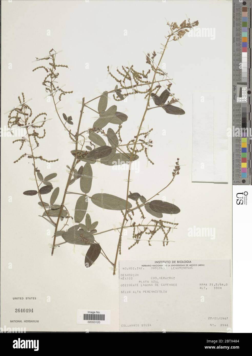 DESMODIUM sp. 10 Jan 20181 Foto Stock