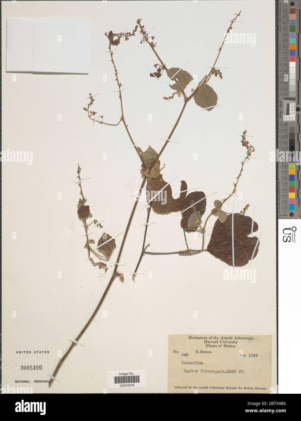 DESMODIUM sp. 30 Dec 20171 Foto Stock
