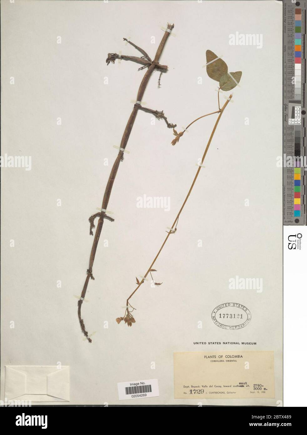 DESMODIUM sp. 30 Dec 20171 Foto Stock